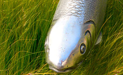 手机号测压网站